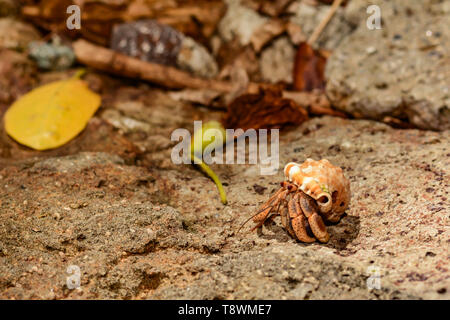 Terra caraibica granchio eremita (variabilis clypeatus) Foto Stock