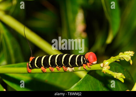 Tetrio Sphinx Caterpillar (Pseudosphinx tetrio) Foto Stock