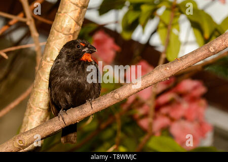 Minor Antillean Bullfinch (Loxigilla noctis) Foto Stock