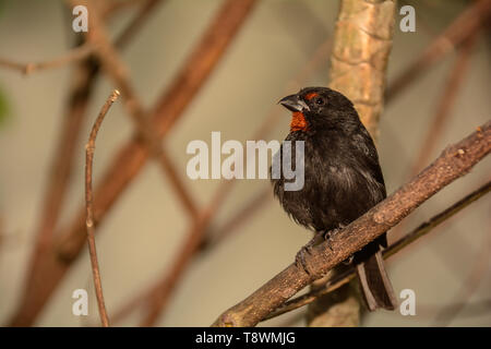 Minor Antillean Bullfinch (Loxigilla noctis) Foto Stock