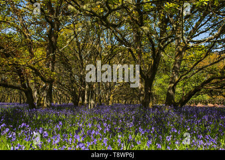 Ruthven Bluebell wood sulla banca del fiume di Isla, Angus, Scozia. Foto Stock