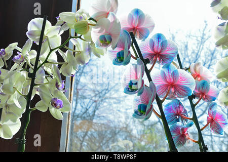 Fotografato nella pianta di orchidee display nel parco Keukenhof Lisse Paesi Bassi Aprile 2019 Foto Stock