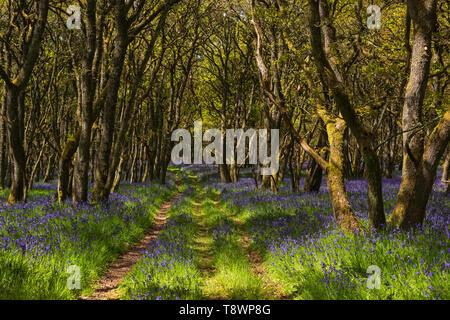 Ruthven Bluebell wood sulla banca del fiume di Isla, Angus, Scozia. Foto Stock