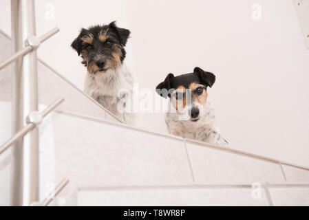 Carino Jack Russell Terrier cane si siede su una scalinata e guarda in avanti Foto Stock