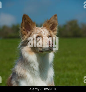 collie di bordo Foto Stock