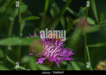 Sticticum di Rhodanthidium, l'ape di taglio di foglie che si alimenta su un fiore di Knapweed Foto Stock