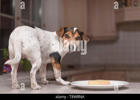 Cane si erge come un ladro sul tavolo e guardando indietro- jack russell terrier Foto Stock