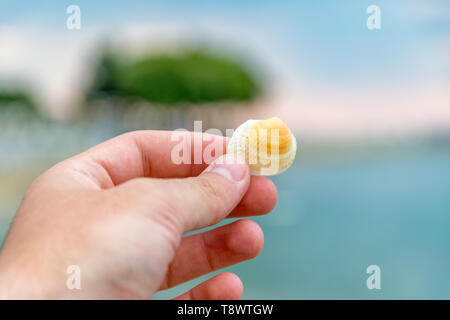 Una mano che tiene un guscio in corrispondenza di una spiaggia. Profondità di campo. Foto Stock