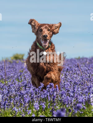 Setter irlandese Foto Stock