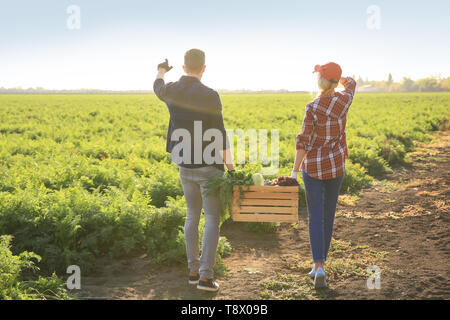 Gli agricoltori che trasportano cassa con verdure raccolte in campo Foto Stock
