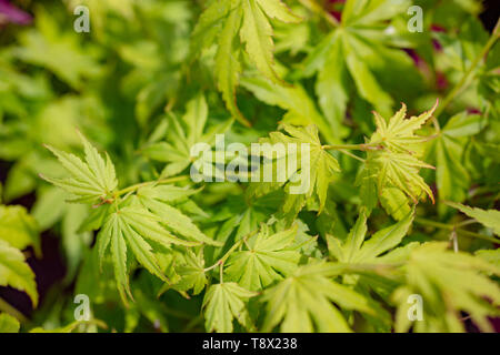 Acer palmatum "Going Green' Foto Stock