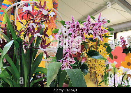 Fotografato nella pianta di orchidee display nel parco Keukenhof Lisse Paesi Bassi Aprile 2019 Foto Stock