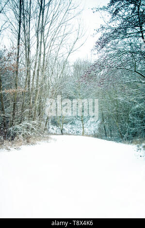 Scena invernale con gli alberi e il percorso nella foresta ricoperta di neve Foto Stock