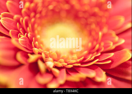 Macro dettaglio di una gerbera daisy flower Foto Stock