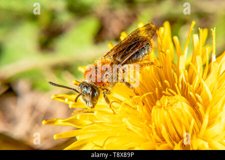 Ape su un fiore giallo in primavera Foto Stock