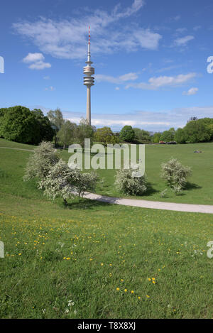 La molla nel verde parco Olympia con Olympia tower, Monaco di Baviera, Germania Foto Stock