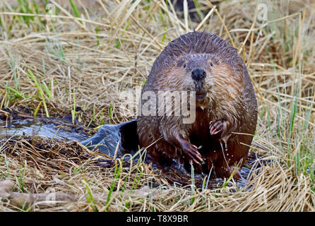 Un adulto beaver "Castor canadensis', seduti in un flusso di acqua guardando avanti nelle zone rurali di Alberta in Canada Foto Stock