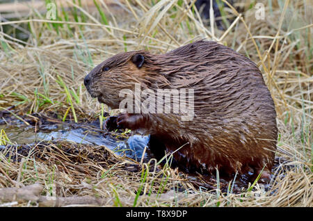 Una vista laterale di un adulto beaver "Castor canadensis', seduti in un flusso di acqua nelle zone rurali di Alberta in Canada Foto Stock