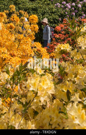 Wexham, UK. Il 15 maggio 2019. Regno Unito Meteo: i visitatori a piedi tra le Azalee in fiore nei giardini del Tempio di Langley Park. Un ex Casa reale di caccia, Langley Park ha collegamenti di Re Enrico VIII, la Regina Elisabetta I e la Regina Victoria. Ogni anno, masse di rododendri e azalee da marzo a giugno. Credito: Stephen Chung / Alamy Live News Foto Stock