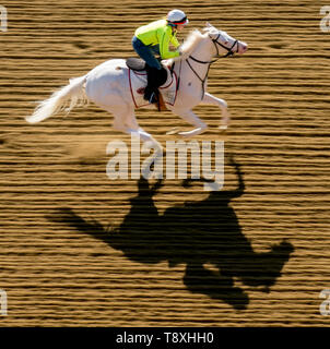 Baltimore, MD, Stati Uniti d'America. 15 Maggio, 2019. 15 Maggio 2019 : come preparare i cavalli per Preakness settimana a Pimlico Race Course di Baltimora, Maryland. 03376532SportswireCSM Eclipse/Alamy Live News Foto Stock