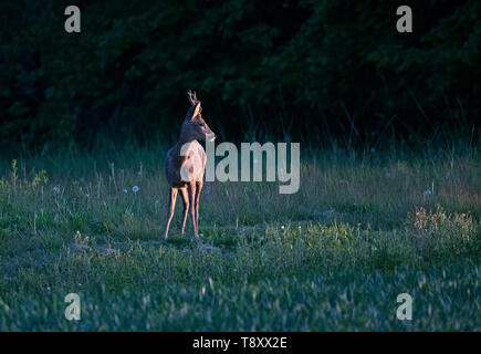 Il Roe Deer buck-Capreolus capreolus, noto anche come il western Caprioli. Molla. Regno Unito Foto Stock