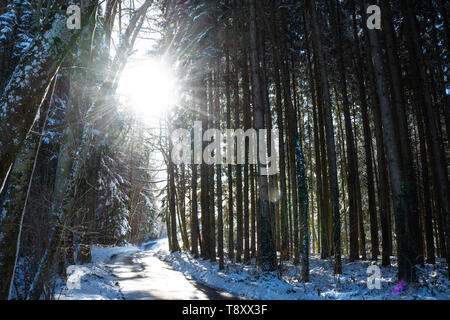 Sole che splende attraverso tree tops nella foresta in inverno Foto Stock