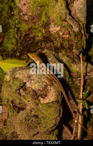 Santa Lucia (Anole Anolis luciae) Foto Stock