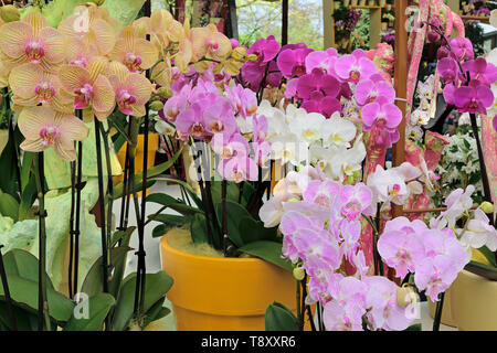 Fotografato nella pianta di orchidee display nel parco Keukenhof Lisse Paesi Bassi Aprile 2019 Foto Stock