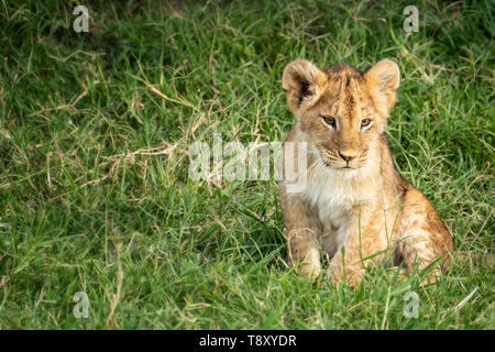 Carino LION CUB Panthera Leo, siede nell'erba verde del Masai Mara in Kenya. Spazio per il testo. Foto Stock