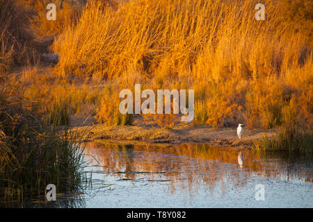 GARCETA GRANDE (Ardea alba), fReserva naturale del Humedal de Azraq. Jordania, Oriente Medio Foto Stock