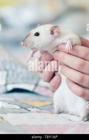 Decorativo ratto Siamese nelle mani di una donna Foto Stock