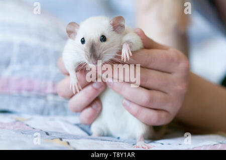 Decorativo ratto Siamese nelle mani di una donna Foto Stock