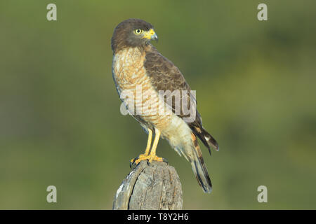 Strada Hawk (Rupornis magnirostris) su un recinto-post del Pantanal, Brasile Foto Stock