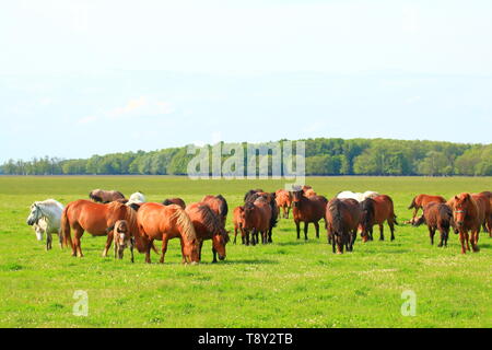 Allevamento di cavalli in pascolo su prato Foto Stock
