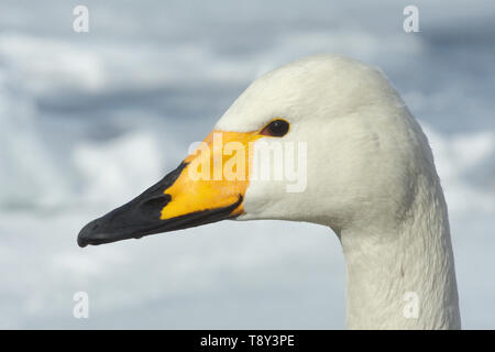 Whooper Swan (Cygnus Cygnus) testa che mostra segni di becco a Lago di Kussharo, Isola Hokkaido, Giappone. Foto Stock