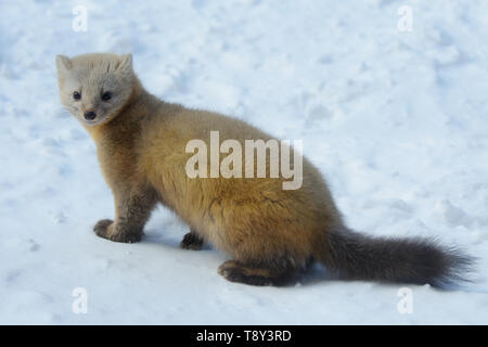 Sable (Martes zibellina) nel suo cappotto invernale, Isola Hokkaido, Giappone Foto Stock