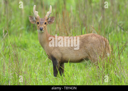 Maschio di cervo di porco (Hyelaphus porcinus) nei pascoli del Parco Nazionale di Kaziranga, India Foto Stock