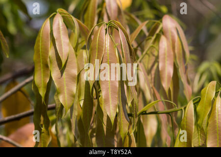 Close up giovane foglia di Green Mango Fruit Foto Stock