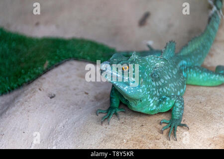 Un vicino uop vista di un verde spotted lizard in appoggio su di una roccia Foto Stock