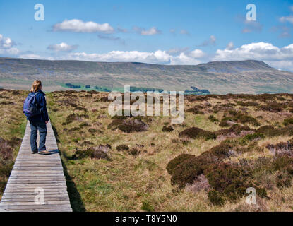 Un camminatore solitario guarda di fronte a Whernside da una passerella attraverso marsh sotto scale Souther cadde in Yorkshire Dales NEL REGNO UNITO Foto Stock