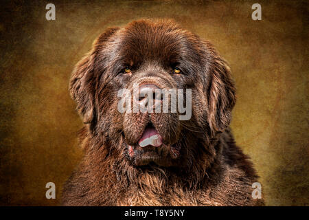 Terranova marrone a marrone foto scattata a Albany Oregon 25 Febbraio 2017 Foto Stock
