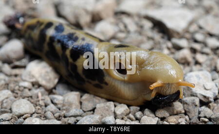 Grande giallo e nero Banana slug su un sentiero in Tofino, British Columbia Foto Stock