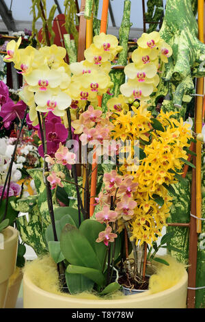 Fotografato nella pianta di orchidee display nel parco Keukenhof Lisse Paesi Bassi Aprile 2019 Foto Stock