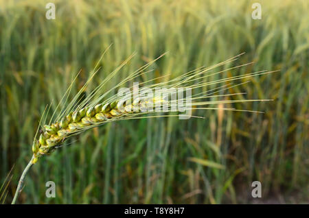 Primo piano di un grano verde spikelet nel campo di grano Foto Stock