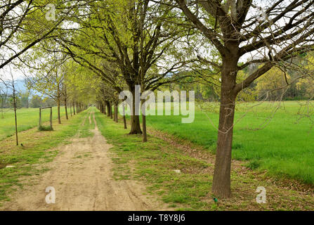 Venaria, Piemonte, Italia. Aprile 2019. Il percorso si snoda attraverso il parco tra prati e alberi. La gente passeggia e godetevi il relax nella natura. Foto Stock
