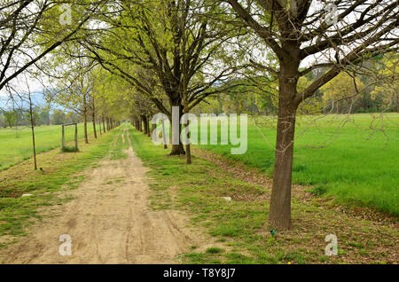Venaria, Piemonte, Italia. Aprile 2019. Il percorso si snoda attraverso il parco tra prati e alberi. La gente passeggia e godetevi il relax nella natura. Foto Stock
