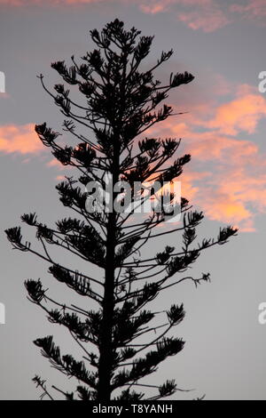 Isola Norfolk Pine (Aracaria Heterophylla) al tramonto Foto Stock