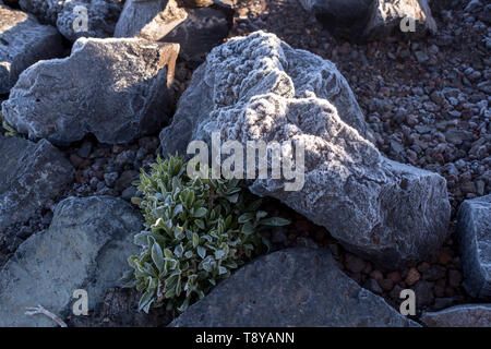 Pietre di lava coperto da uno strato sottile di ghiaccio, insieme con le piante con del ghiaccio sulla silhouette di foglie. Cold spring mattina in Nazionale Teide Pa Foto Stock