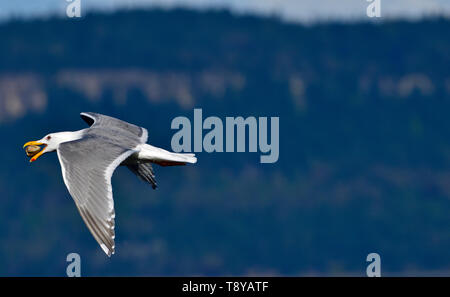 Un alato Glaucous gull, "Larus glaucescens', volare con un clam nel suo disegno di legge sulla costa dell'isola di Vancouver, British Columbia, Canada.