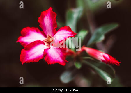 Adenium Deserto rosa rosa piante fiori belli su alcuni tronchi Strange-Looking nero scuro foglie verde sullo sfondo Foto Stock